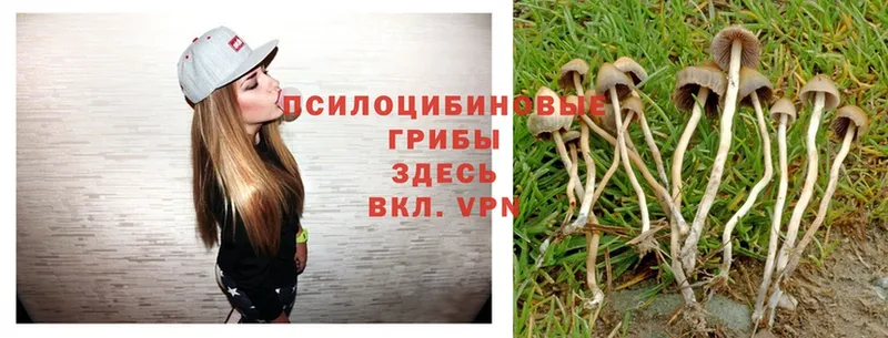 Галлюциногенные грибы Psilocybe  наркота  Вельск 